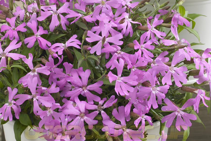 Смолёвка Silky 10 шт семена Hem Genetics, Голландия Pink silene фото