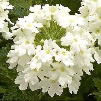 Ампельная вербена Obsession Cascade 5 шт Syngenta Голландия White 1533885144 фото