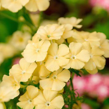 Флокс Beauty 5 г(багато) насіння від W. Legutko, Польща Yellow flo004 фото