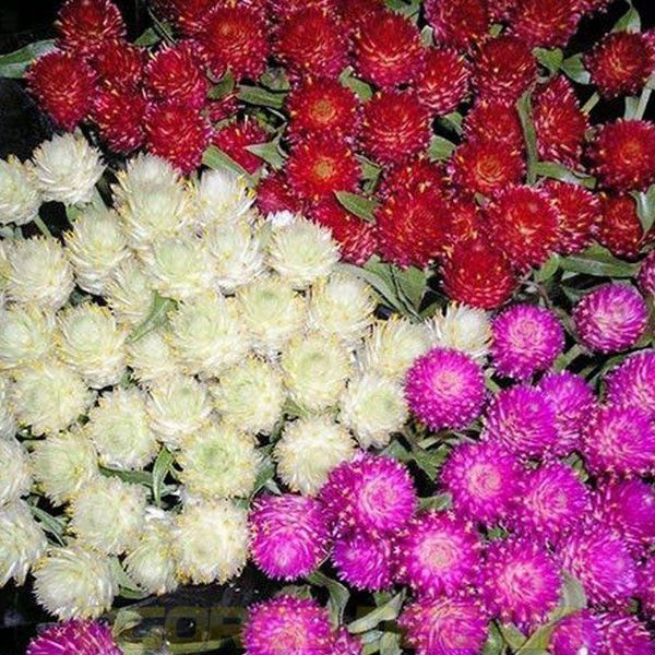 Гомфрена Будди 200 шт Benary Германия Rose 1332709044 фото