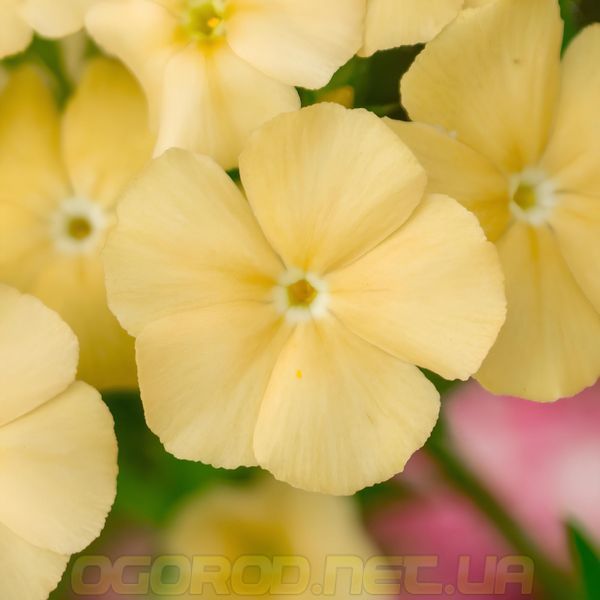 Флокс Beauty 5 г(багато) насіння від W. Legutko, Польща Yellow flo004 фото