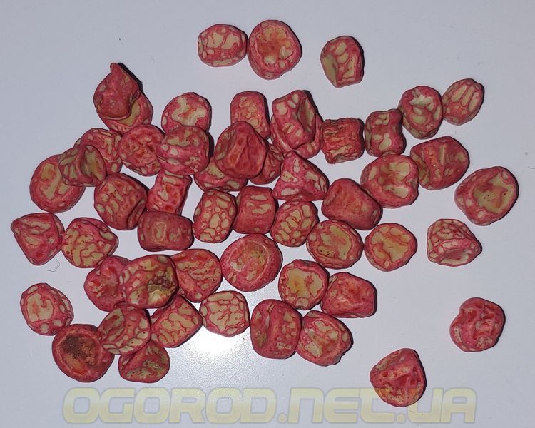 Бостон горох StormSeeds Бельгія 20 шт 2079291791 фото