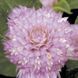 Гомфрена Будди 200 шт Benary Германия Rose 1332709044 фото 1