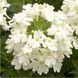 Ампельна вербена Obsession Cascade 5 шт Syngenta Голландія White 1533885144 фото 1