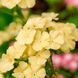 Флокс Beauty 5 г(багато) насіння від W. Legutko, Польща Yellow flo004 фото 1