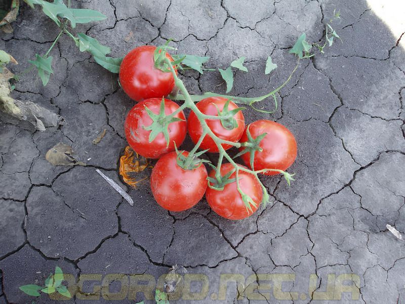 Шаста F1 насіння томату Spark Seeds, США 1000 шт sha-sp-1000 фото