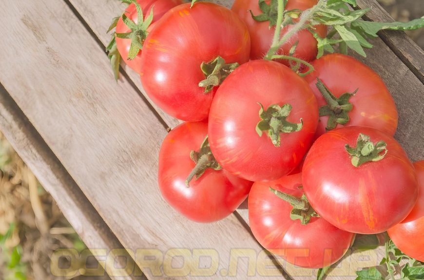 Мікадо 0,1 г насіння томату GL Seeds Червоний mik-gl-kr-01 фото