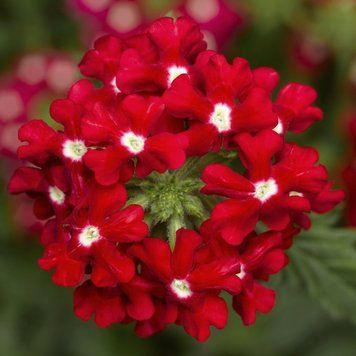 Ампельная вербена Obsession Cascade 5 шт Syngenta Голландия Red with Eye 1533885145 фото