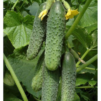 Кураж F1 10 шт насіння огірка Breeding Seeds 12222543219 фото