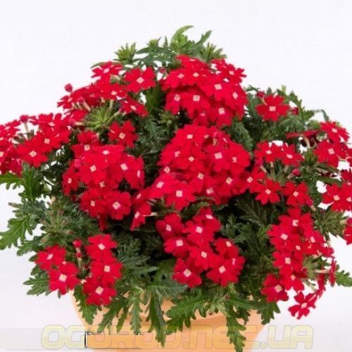 Ампельна вербена Obsession Cascade 5 шт Syngenta Голландія Red with Eye 1533885145 фото
