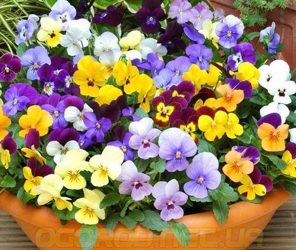 Віола Пенні 10 шт Syngenta Голландія Mix 1292950306 фото