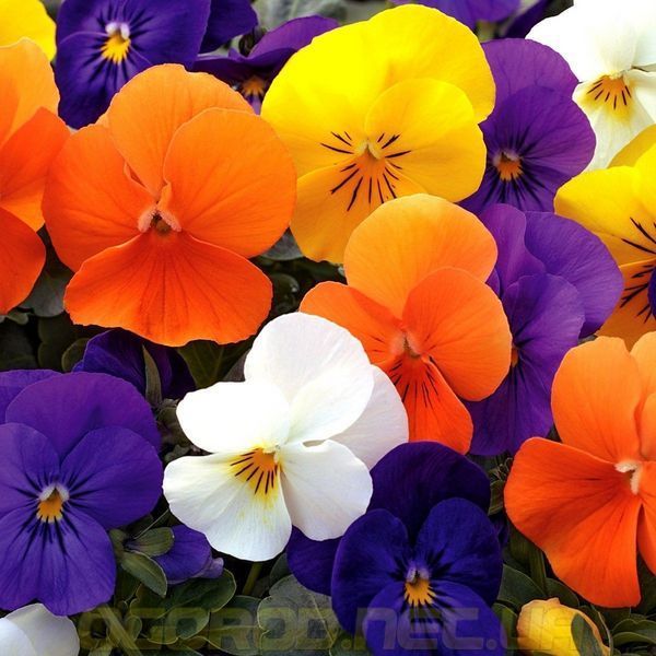 Віола Пенні 10 шт Syngenta Голландія Mix 1292950306 фото
