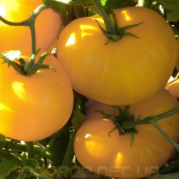 Микадо 0,1 г семена томата GL Seeds Жёлтый mik-gl-zh-01 фото