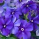 Флокс Beauty 5 г(багато) насіння від W. Legutko, Польща Blue flo005 фото 1