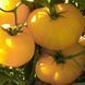 Микадо 0,1 г семена томата GL Seeds Жёлтый mik-gl-zh-01 фото 2