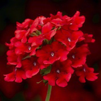 Ампельная вербена Obsession Cascade 5 шт Syngenta Голландия Scarlet 1533885146 фото