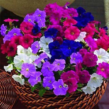 Петунія дрібноквіткова Пікобелла Syngenta Голландія Mix 1000 шт 1275942992 фото