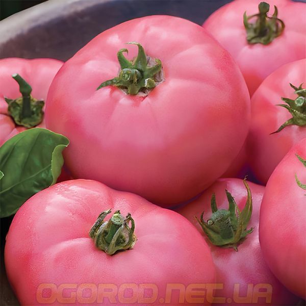Мікадо 0,1 г насіння томату GL Seeds Рожевий mik-gl-ro-01 фото