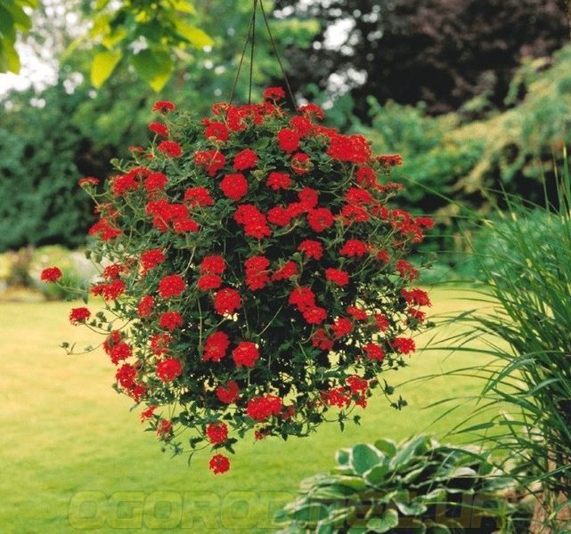 Ампельна вербена Obsession Cascade 5 шт Syngenta Голландія Scarlet 1533885146 фото
