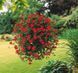 Ампельна вербена Obsession Cascade 5 шт Syngenta Голландія Scarlet 1533885146 фото 2