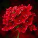 Ампельна вербена Obsession Cascade 5 шт Syngenta Голландія Scarlet 1533885146 фото 1