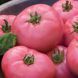 Мікадо 0,1 г насіння томату GL Seeds Рожевий mik-gl-ro-01 фото 2
