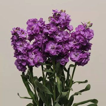 Левкой (Маттиола) Katz 10 шт PanAmerican Blue 2320342903 фото