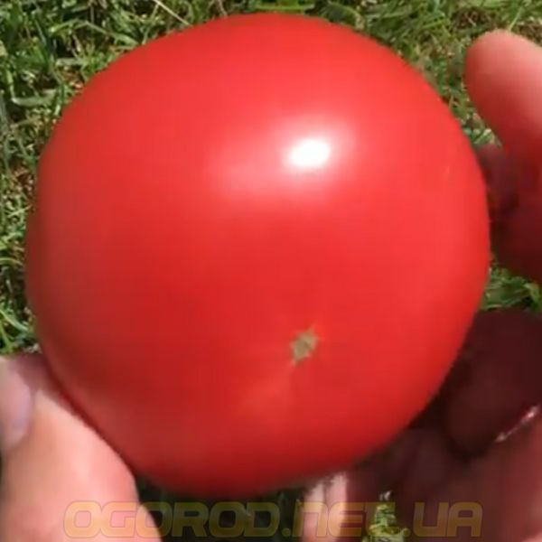 Малинка Стар F1 10 шт семена томата высокорослого розового Cora seeds Италия 827243893 фото