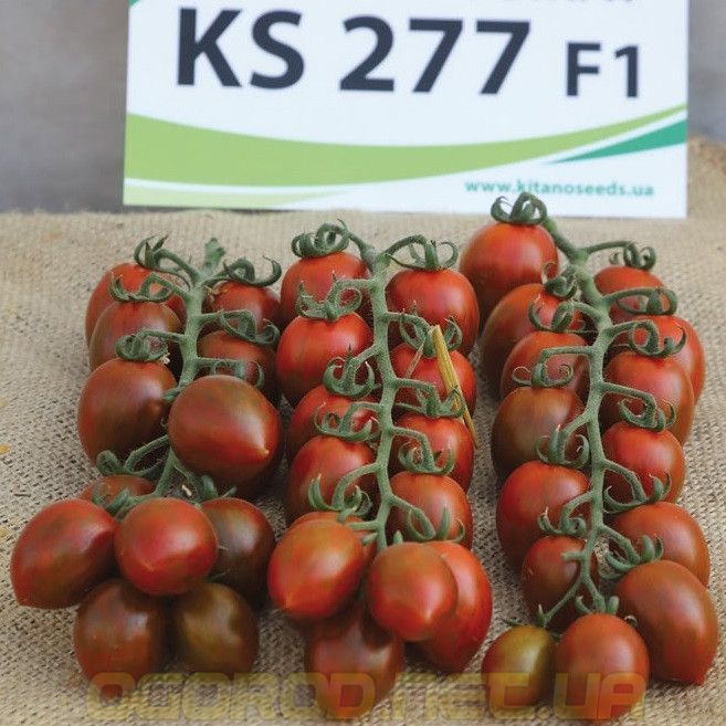 Купить КС 277 (KS 277 F1) 10 шт семена томата Kitano Голландия