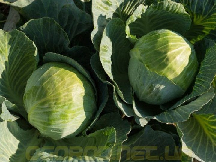Бронко F1 10 шт. насіння капусти Бейо Голландія 889550789 фото