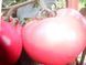 Малинка Стар F1 10 шт семена томата высокорослого розового Cora seeds Италия 827243893 фото 2