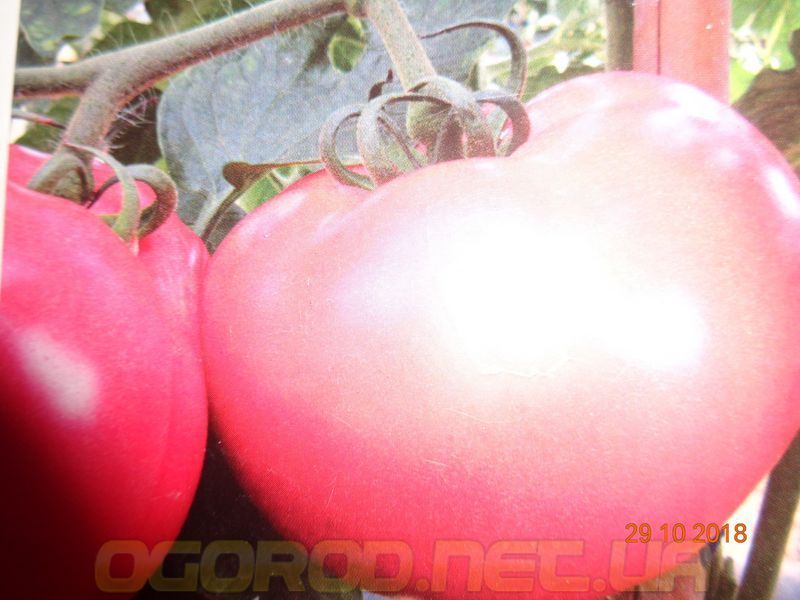 Малинка Стар F1 10 шт семена томата высокорослого розового Cora seeds Италия 827243893 фото