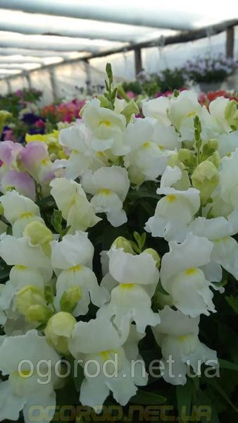 Львиный зев(antirrhinum) Antiquity 10 шт Floranova Mix 859982102 фото