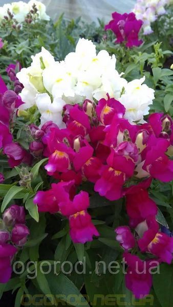 Львиный зев(antirrhinum) Antiquity 10 шт Floranova Mix 859982102 фото