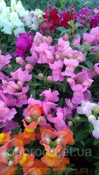 Львиный зев(antirrhinum) Antiquity 10 шт Floranova Mix 859982102 фото