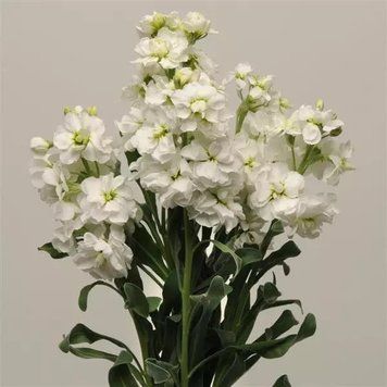 Левкой (Маттиола) Katz 10 шт PanAmerican White 2320343200 фото
