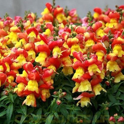 Львиный зев(antirrhinum) Antiquity 10 шт Floranova Mix 859982102 фото