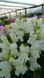 Львиный зев(antirrhinum) Antiquity 10 шт Floranova Mix 859982102 фото 4