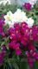 Львиный зев(antirrhinum) Antiquity 10 шт Floranova Mix 859982102 фото 7