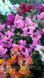 Львиный зев(antirrhinum) Antiquity 10 шт Floranova Mix 859982102 фото 2