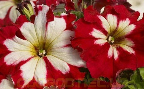 Can Can 10 шт семена петунии Farao Италия Harlequin Cherry Rose 1705291036 фото