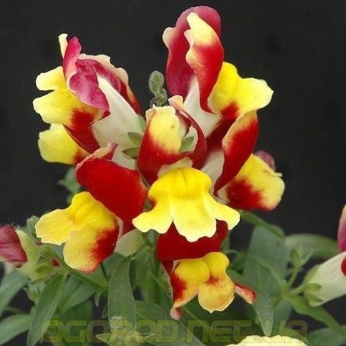 Львиный зев(antirrhinum) Antiquity 10 шт Floranova Mix 859982102 фото