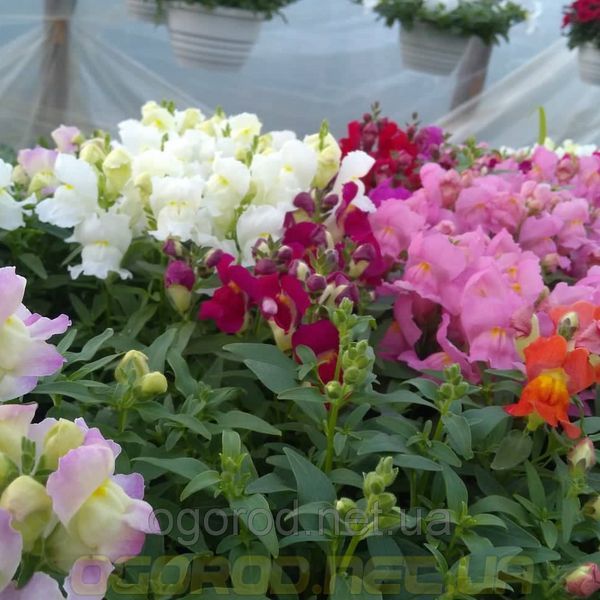 Львиный зев(antirrhinum) Antiquity 10 шт Floranova Mix 859982102 фото