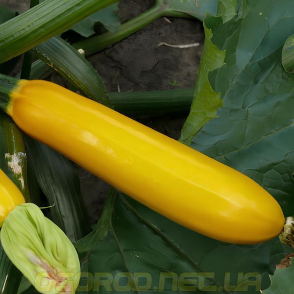 Голдстік F1 насіння кабачка Spark Seeds, США 500 шт gs-sp-500 фото