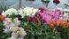 Львиный зев(antirrhinum) Antiquity 10 шт Floranova Mix 859982102 фото 8