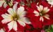 Can Can 10 шт семена петунии Farao Италия Harlequin Cherry Rose 1705291036 фото 2