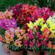 Львиный зев(antirrhinum) Antiquity 10 шт Floranova Mix 859982102 фото 1
