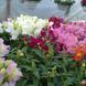 Львиный зев(antirrhinum) Antiquity 10 шт Floranova Mix 859982102 фото 3