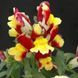 Львиный зев(antirrhinum) Antiquity 10 шт Floranova Mix 859982102 фото 5