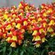 Львиный зев(antirrhinum) Antiquity 10 шт Floranova Mix 859982102 фото 6